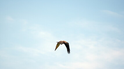 Juvenile black-and-chestnut eagle (Spizaetus isidori) in flight near El Reventador volcano, Napo...