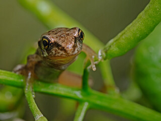 Young water frog, Junger Wasserfrosch 