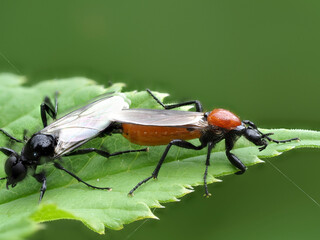 Gartenhaarmücke (Bibio hortulanus)