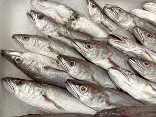 Fresh cod for sale in a fish shop