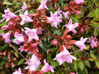 Pink flowers Abelia grandiflora on a bush.