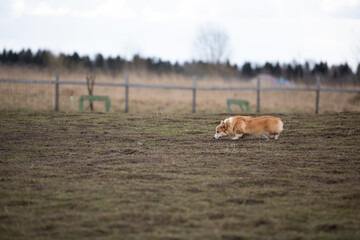 welsh corgi in the field