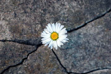 White daisy flower in the crack of an old stone slab - the concept of rebirth, faith, hope, new life, eternal soul - obrazy, fototapety, plakaty