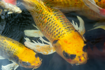 Fancy carp swimming in a pond. Fancy Carps Fish or Koi Swim in Pond, Movement of Swimming and Space.