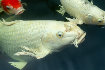 Fancy carp swimming in a pond. Fancy Carps Fish or Koi Swim in Pond, Movement of Swimming and Space.