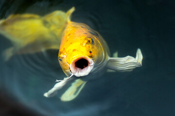 Fancy carp swimming in a pond. Fancy Carps Fish or Koi Swim in Pond, Movement of Swimming and Space.