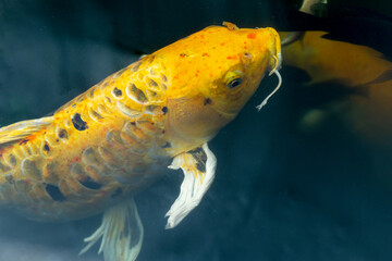 Fancy carp swimming in a pond. Fancy Carps Fish or Koi Swim in Pond, Movement of Swimming and Space.