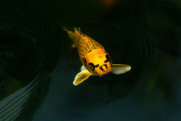 Fancy carp swimming in a pond. Fancy Carps Fish or Koi Swim in Pond, Movement of Swimming and Space.