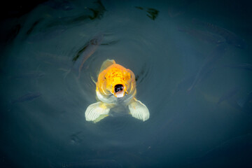 Fancy carp swimming in a pond. Fancy Carps Fish or Koi Swim in Pond, Movement of Swimming and Space.