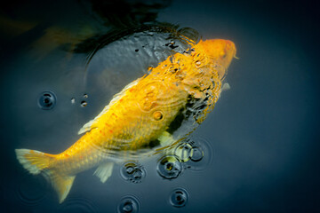 Fancy carp swimming in a pond. Fancy Carps Fish or Koi Swim in Pond, Movement of Swimming and Space.