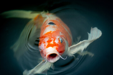 Fancy carp swimming in a pond. Fancy Carps Fish or Koi Swim in Pond, Movement of Swimming and Space.