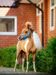 cute pinto american miniature pony horse standing on road near bush and red brick stable in summer