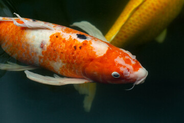 Fancy carp swimming in a pond. Fancy Carps Fish or Koi Swim in Pond, Movement of Swimming and Space.