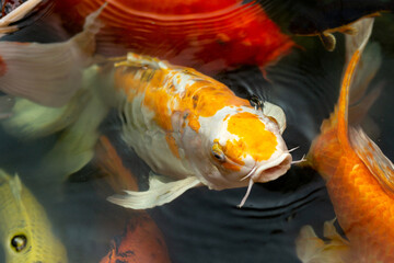 Fancy carp swimming in a pond. Fancy Carps Fish or Koi Swim in Pond, Movement of Swimming and Space.