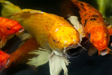 Fancy carp swimming in a pond. Fancy Carps Fish or Koi Swim in Pond, Movement of Swimming and Space.