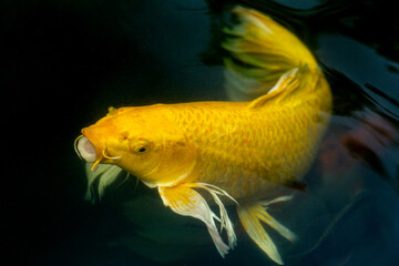 Fancy carp swimming in a pond. Fancy Carps Fish or Koi Swim in Pond, Movement of Swimming and Space.