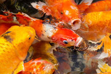 Fancy carp swimming in a pond. Fancy Carps Fish or Koi Swim in Pond, Movement of Swimming and Space.