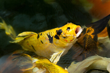 Fancy carp swimming in a pond. Fancy Carps Fish or Koi Swim in Pond, Movement of Swimming and Space.