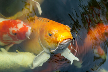 Fancy carp swimming in a pond. Fancy Carps Fish or Koi Swim in Pond, Movement of Swimming and Space.