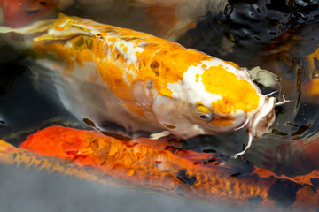 Fancy carp swimming in a pond. Fancy Carps Fish or Koi Swim in Pond, Movement of Swimming and Space.