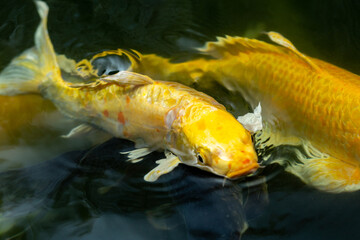 Fancy carp swimming in a pond. Fancy Carps Fish or Koi Swim in Pond, Movement of Swimming and Space.