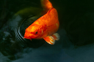 Fancy carp swimming in a pond. Fancy Carps Fish or Koi Swim in Pond, Movement of Swimming and Space.