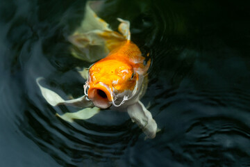 Fancy carp swimming in a pond. Fancy Carps Fish or Koi Swim in Pond, Movement of Swimming and Space.