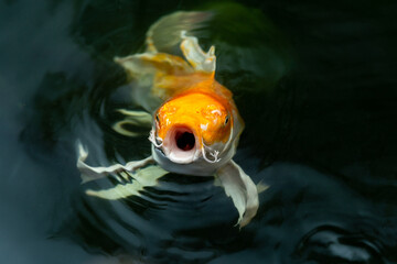 Fancy carp swimming in a pond. Fancy Carps Fish or Koi Swim in Pond, Movement of Swimming and Space.