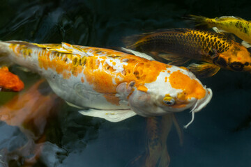 Fancy carp swimming in a pond. Fancy Carps Fish or Koi Swim in Pond, Movement of Swimming and Space.