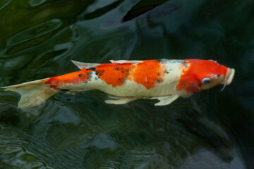 Fancy carp swimming in a pond. Fancy Carps Fish or Koi Swim in Pond, Movement of Swimming and Space.