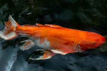 Fancy carp swimming in a pond. Fancy Carps Fish or Koi Swim in Pond, Movement of Swimming and Space.