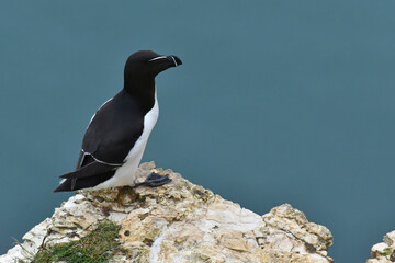 Razorbill