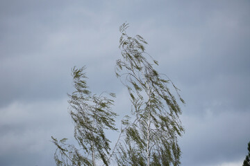 Schönes Bruckmühl - Schöne Birke 