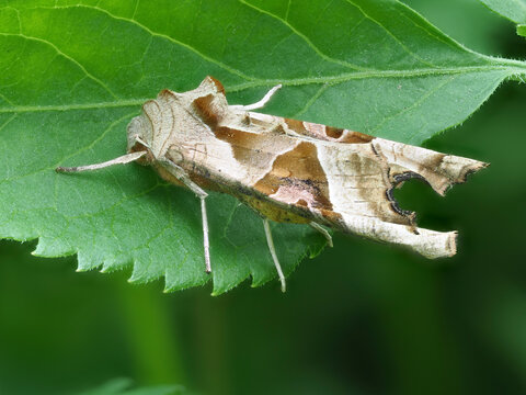 Achateule (Phlogophora meticulosa)