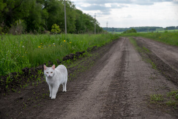 Obraz premium cat on the road