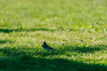 Motacilla alba or The White Wagtail on a lawn.