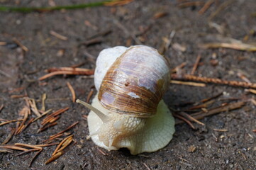 Weinbergschnecke