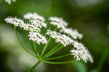 Closeup of Queen Anne's Lace in bloom