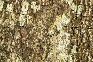wild padauk bark, landscape, wood grain, brown