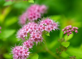Clusters of pink Spirea japonica blooms 
