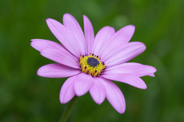 Obraz premium Pink Osteospermum against a natural green background