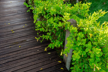 Thailand, Barbed Wire, Beauty In Nature, Boundary, Close-up
