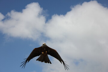 Águila cazando