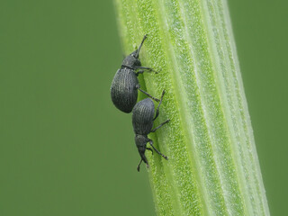 Spitzmausrüssler (Apionidae)