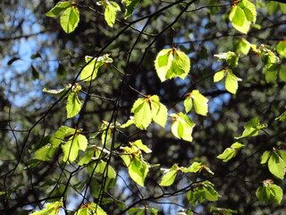 Schönes Bruckmühl: Waldspaziergang im Frühling
