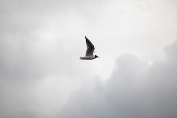seagull in flight
