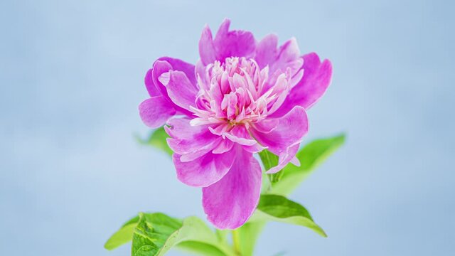 Beautiful pink peony opening on blue copy-space background. Timelapse of blooming flower outdoors. Wedding backdrop, Valentine's Day love concept. 4K UHD