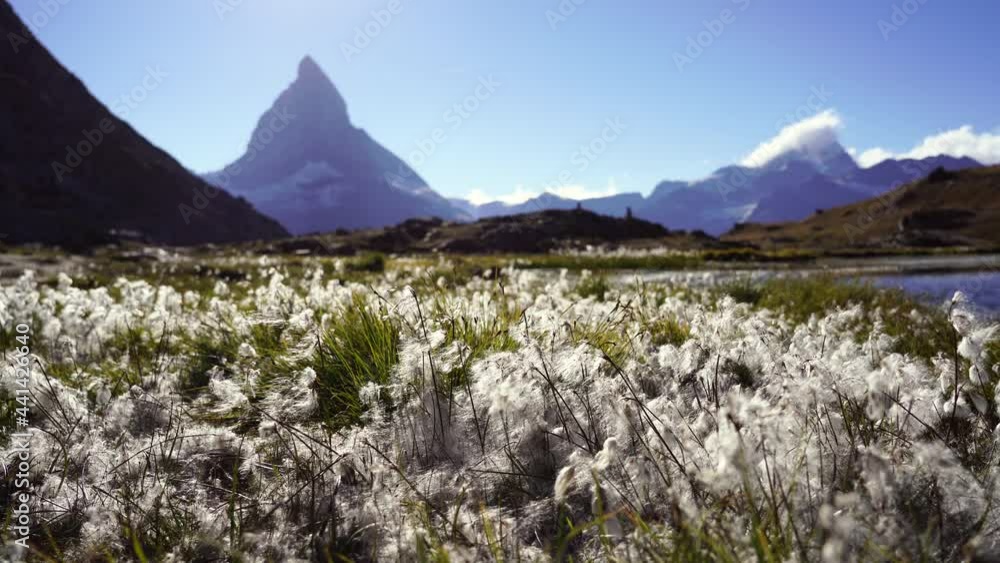 Fototapete Wool grass at the Riffelsee with a view toward the famous Matterhorn.