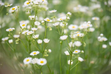 Wild asters blooming in summer