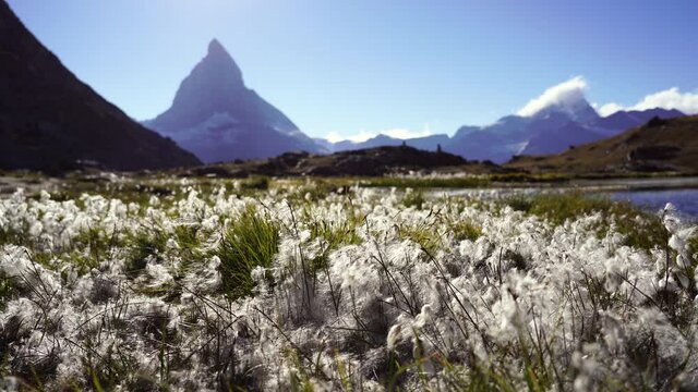 Wool grass at the Riffelsee with a view toward the famous Matterhorn.